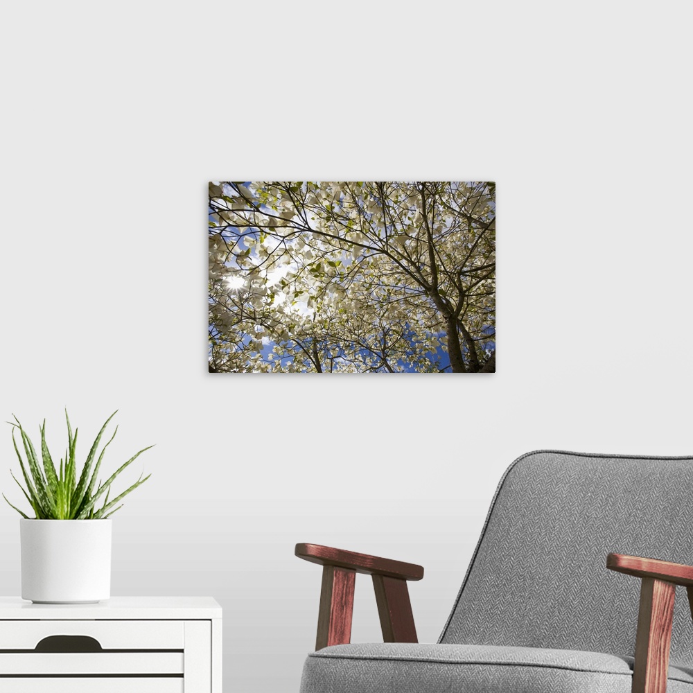 A modern room featuring A Tree With Blossoms In Happy Valley Park, Oregon
