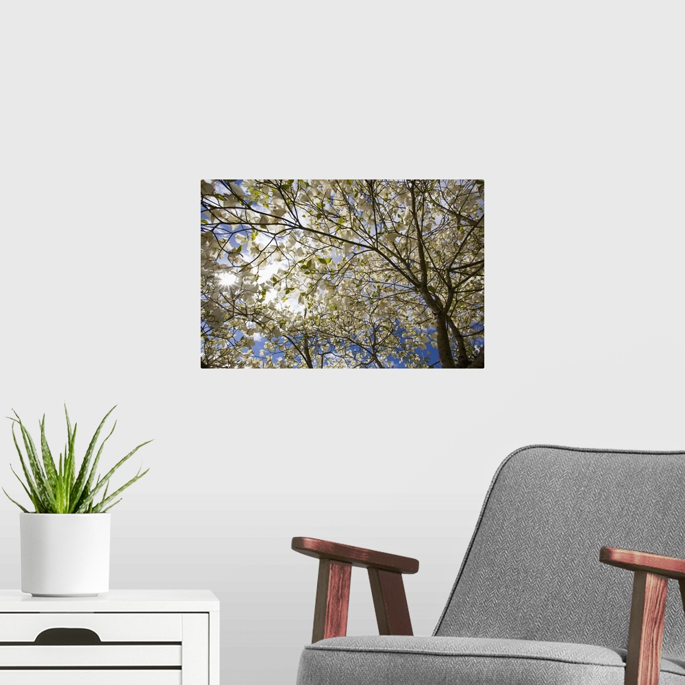 A modern room featuring A Tree With Blossoms In Happy Valley Park, Oregon