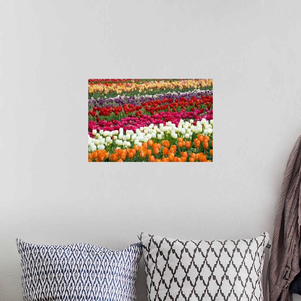 A bohemian room featuring A Tulip Field