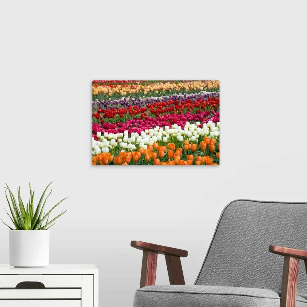 A modern room featuring A Tulip Field