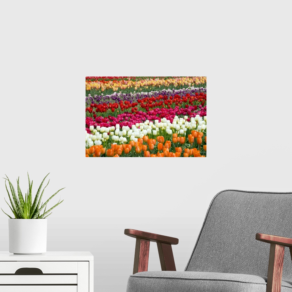 A modern room featuring A Tulip Field