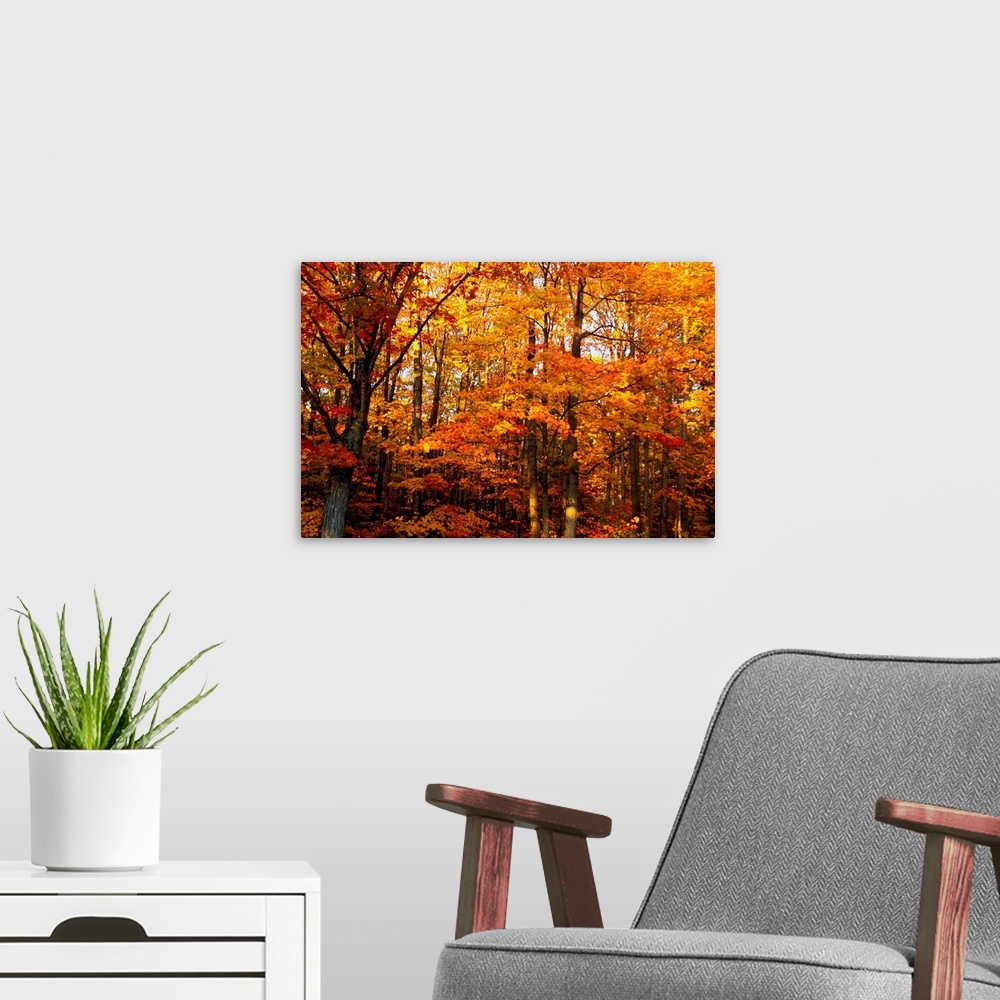 A modern room featuring Photograph of trees in the woods covered in autumn foliage.  The sky is barely visible through th...