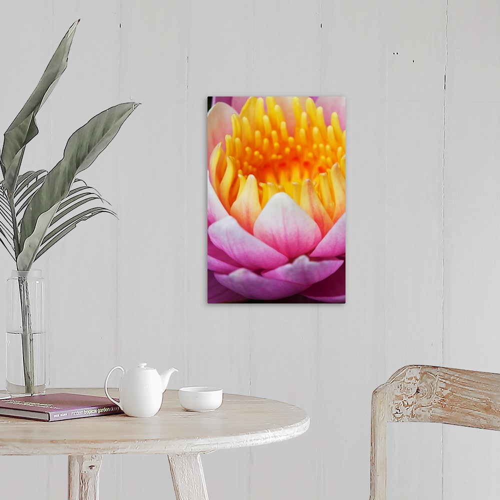 A farmhouse room featuring A water lily (Nymphaeaceae) blooms in a pond; Astoria, Oregon, United States of America