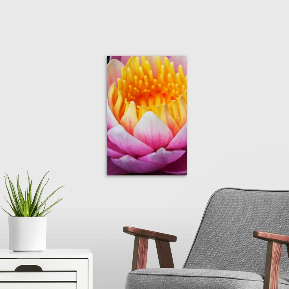 A modern room featuring A water lily (Nymphaeaceae) blooms in a pond; Astoria, Oregon, United States of America