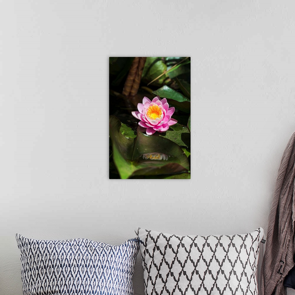 A bohemian room featuring A water lily blooms in springtime. Astoria, Oregon, United States of America.