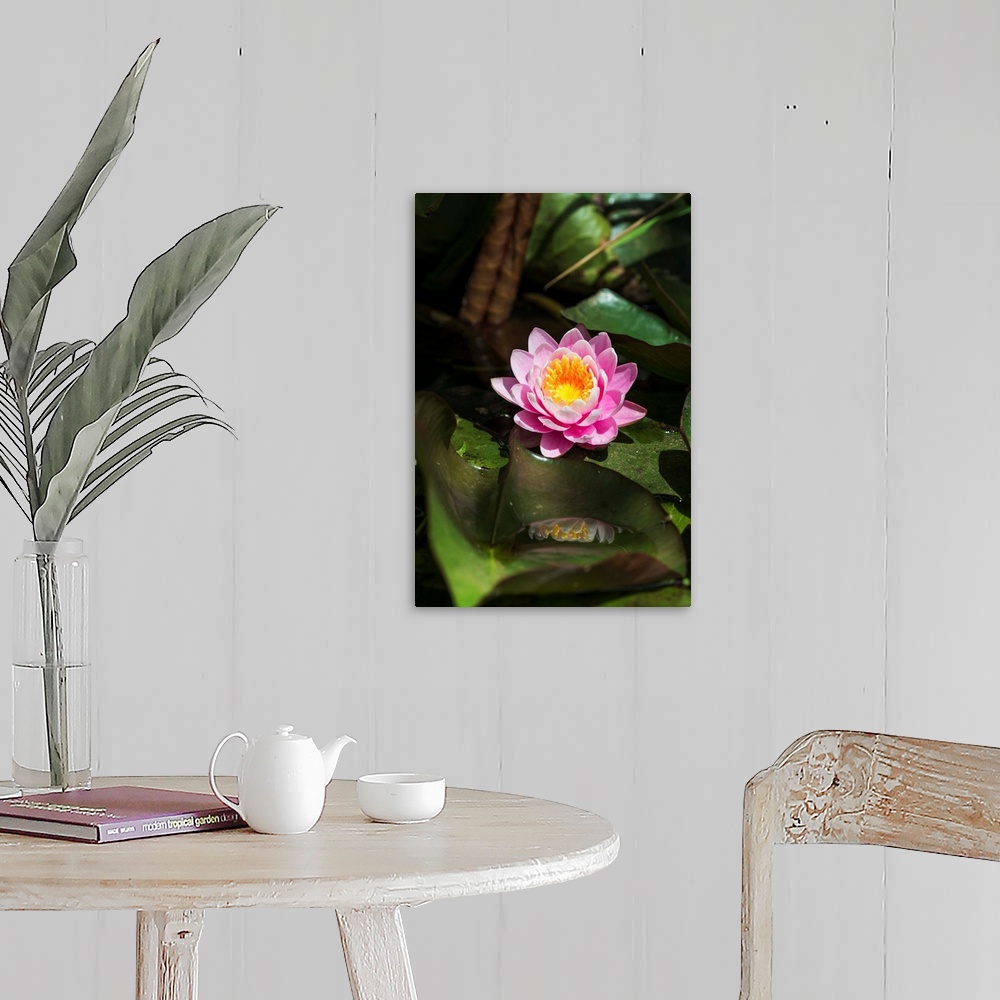 A farmhouse room featuring A water lily blooms in springtime. Astoria, Oregon, United States of America.