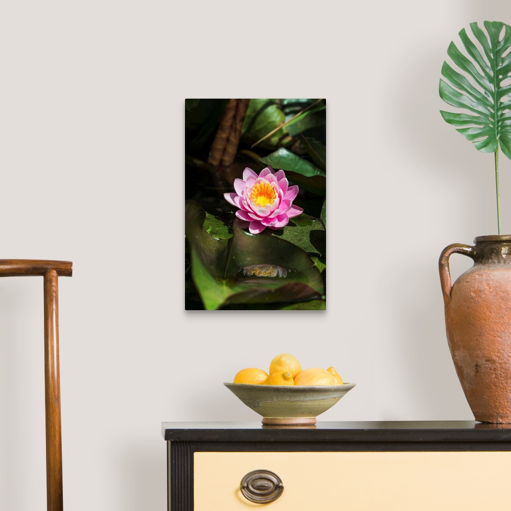 A traditional room featuring A water lily blooms in springtime. Astoria, Oregon, United States of America.