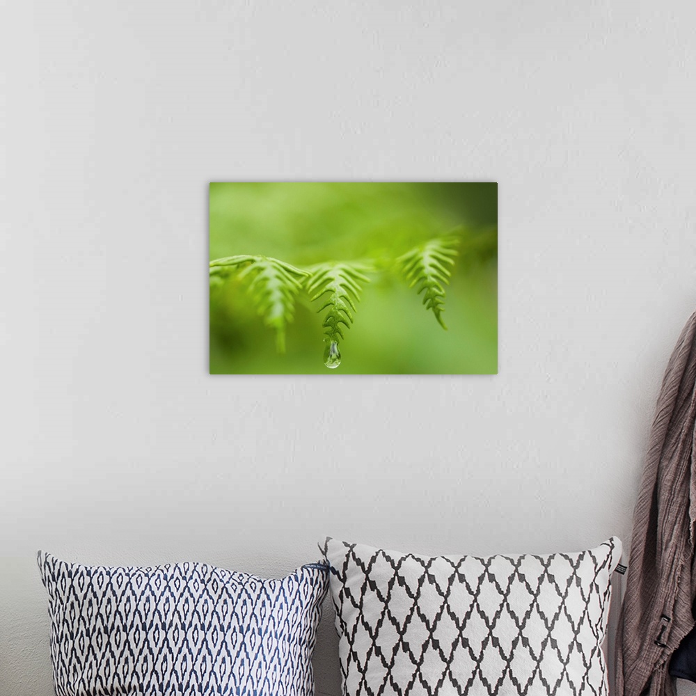 A bohemian room featuring A waterdrop hangs on the edge of a fern frond. Manzanita, Oregon, United States of America.