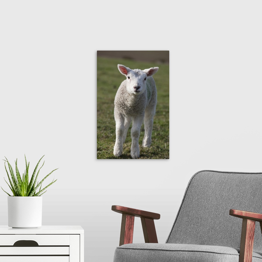 A modern room featuring A White Lamb, Northumberland, England