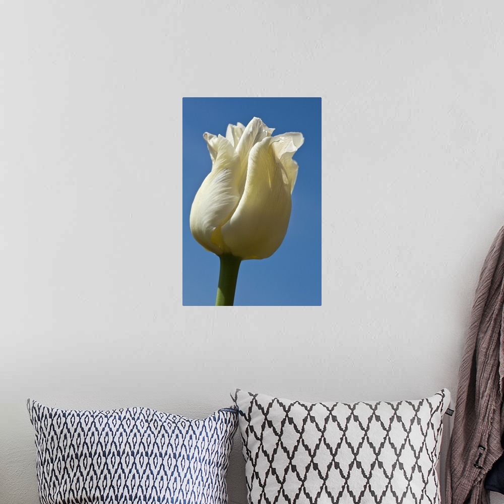 A bohemian room featuring A White Tulip Against A Blue Sky; Northumberland, England