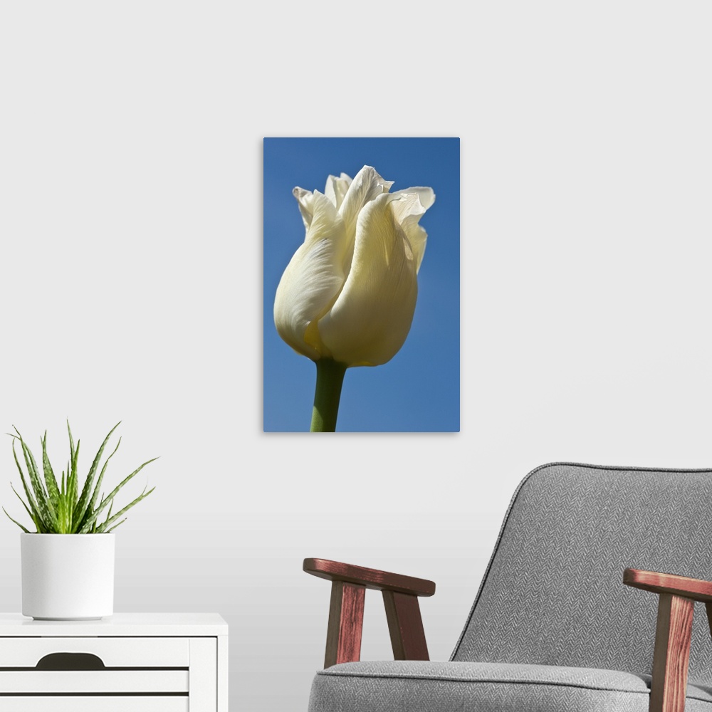 A modern room featuring A White Tulip Against A Blue Sky; Northumberland, England