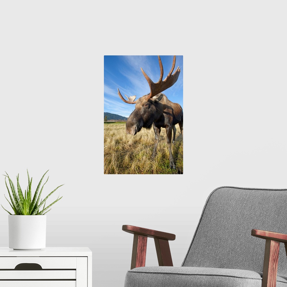 A modern room featuring A Wide-Angle Close-Up View Of A Bull Moose, Southcentral Alaska