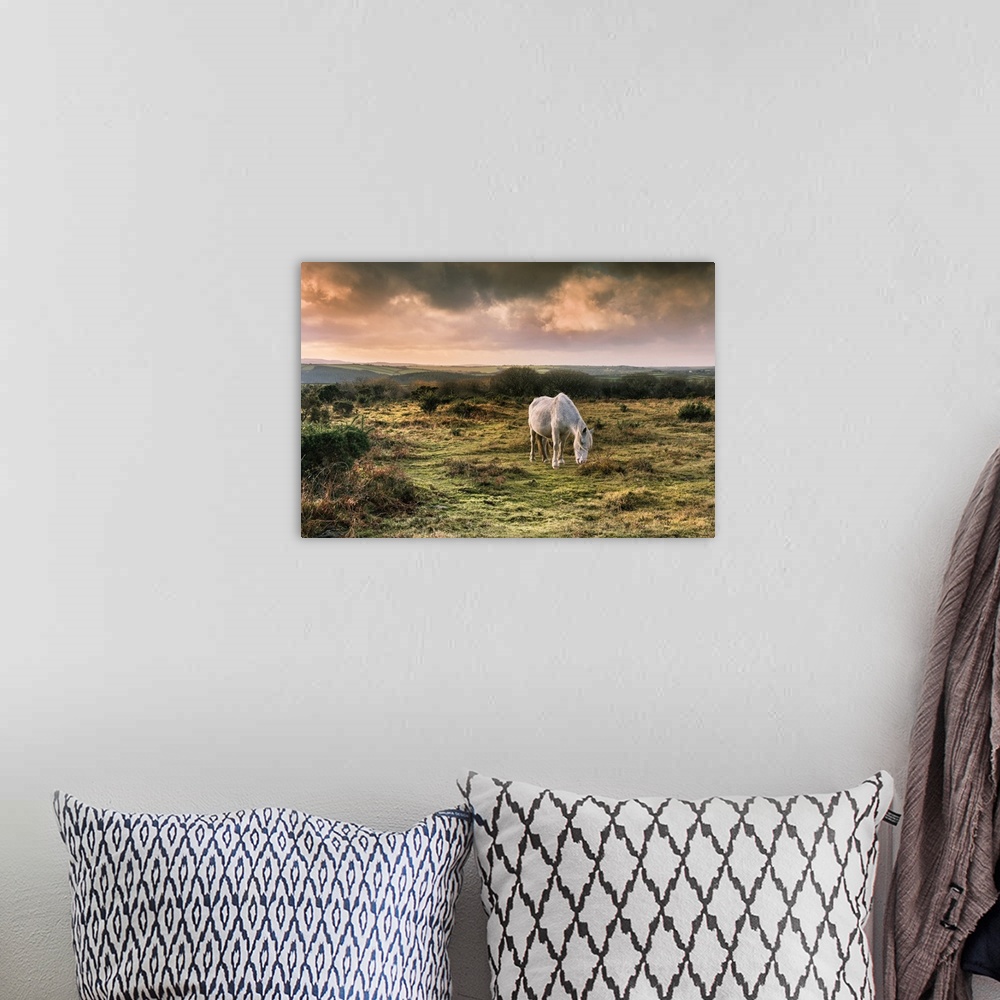 A bohemian room featuring A wild Bodmin Pony grazing on Goonzion Downs on Bodmin Moor in Cornwall.