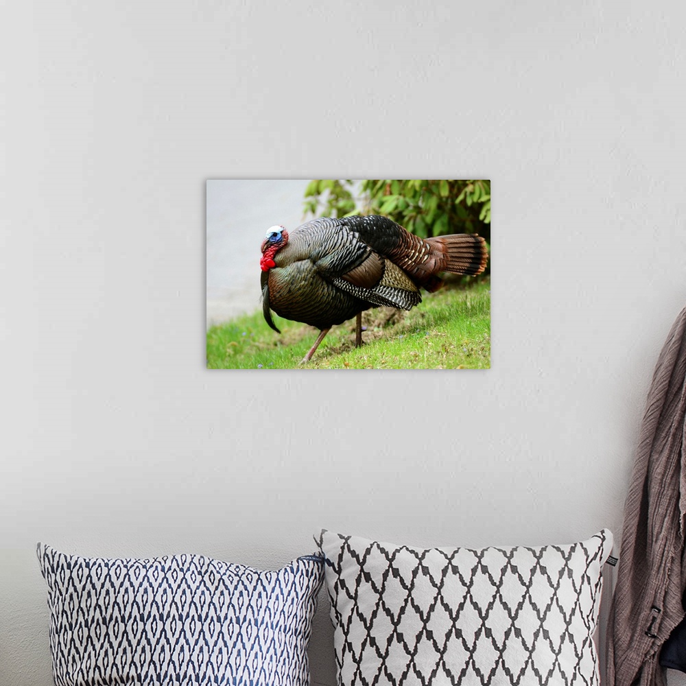 A bohemian room featuring A wild turkey, Meleagris gallopavo, struts down a hill.