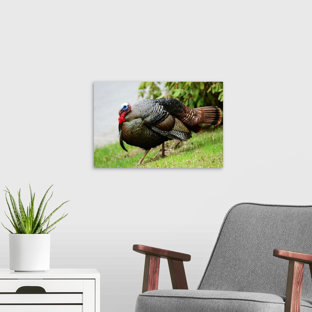 A modern room featuring A wild turkey, Meleagris gallopavo, struts down a hill.