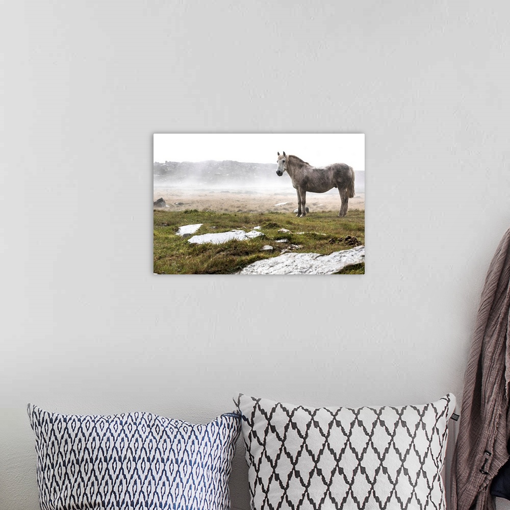 A bohemian room featuring A wild, white horse standing in a foggy field.