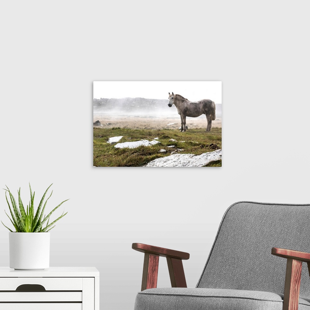 A modern room featuring A wild, white horse standing in a foggy field.