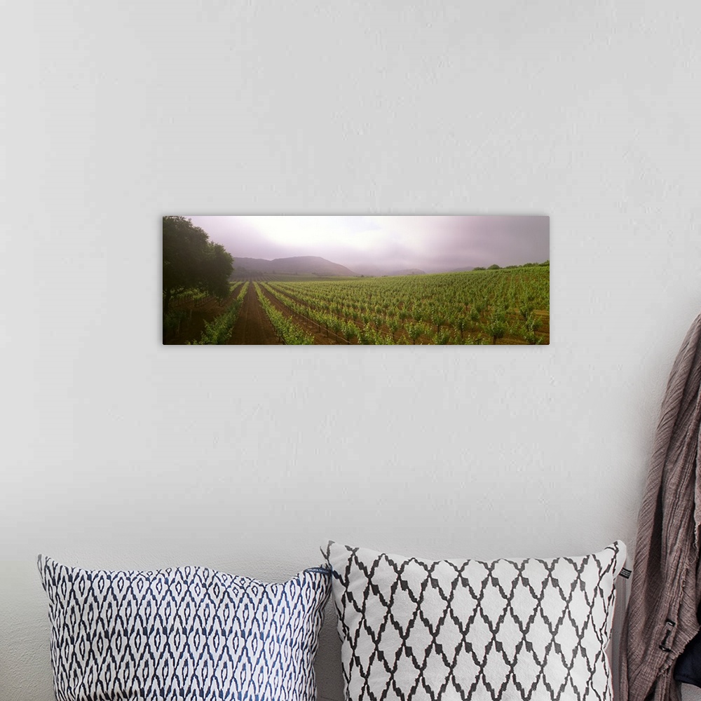 A bohemian room featuring A wine grape vineyard showing foliage growth on a foggy morning in the Napa Valley