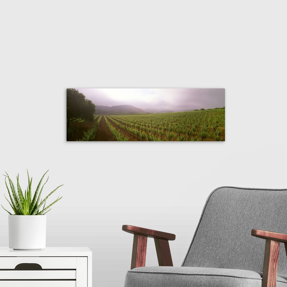 A modern room featuring A wine grape vineyard showing foliage growth on a foggy morning in the Napa Valley
