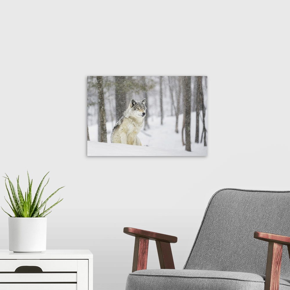 A modern room featuring A Wolf Sitting In A Snowfall In A Forest
