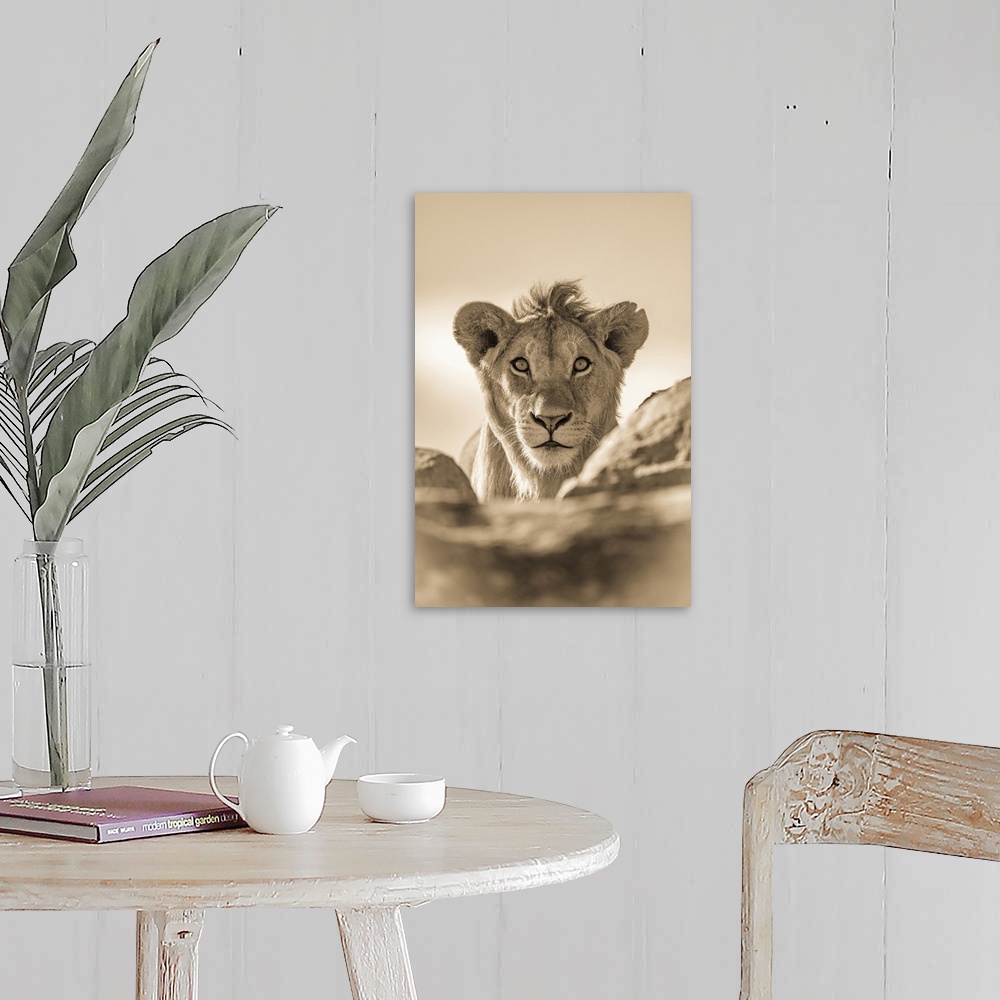 A farmhouse room featuring A young male lion (Panthera leo) pokes his head above a rocky ledge. He has a short mane and is s...