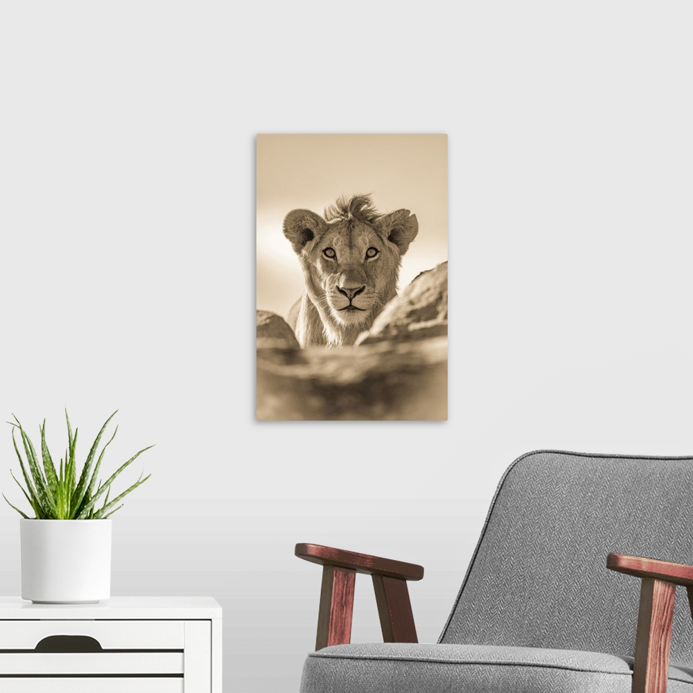 A modern room featuring A young male lion (Panthera leo) pokes his head above a rocky ledge. He has a short mane and is s...