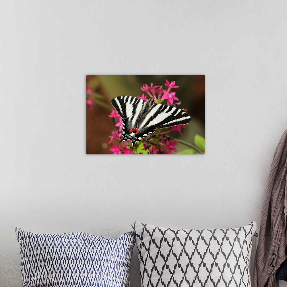 A bohemian room featuring A zebra swallowtail, Protographium marcellus, on pink flowers. Westford, Massachusetts.