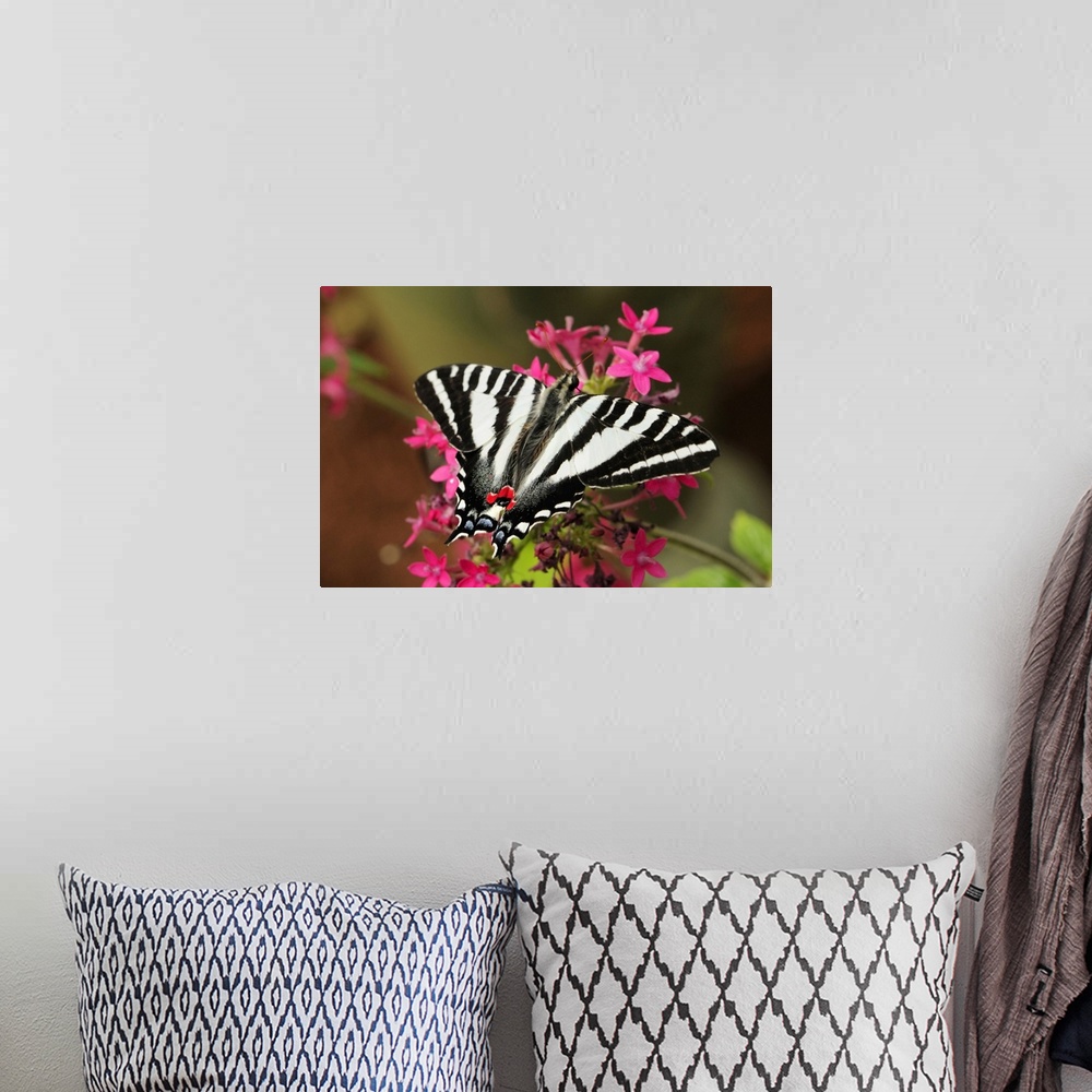 A bohemian room featuring A zebra swallowtail, Protographium marcellus, on pink flowers. Westford, Massachusetts.
