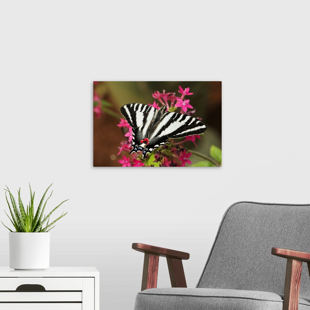 A modern room featuring A zebra swallowtail, Protographium marcellus, on pink flowers. Westford, Massachusetts.