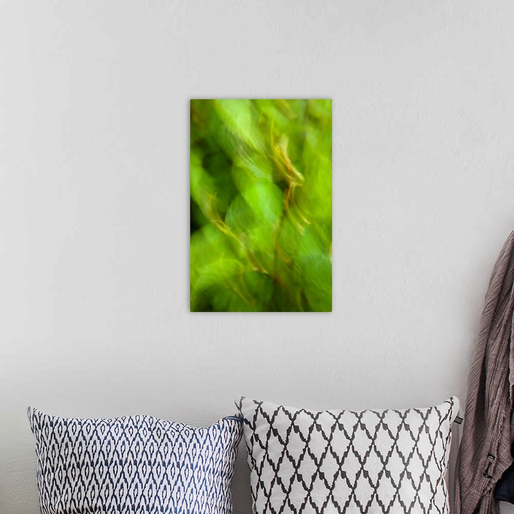 A bohemian room featuring Abstract of a young Alder tree, Shoup Bay State Marine Park, Prince William Sound