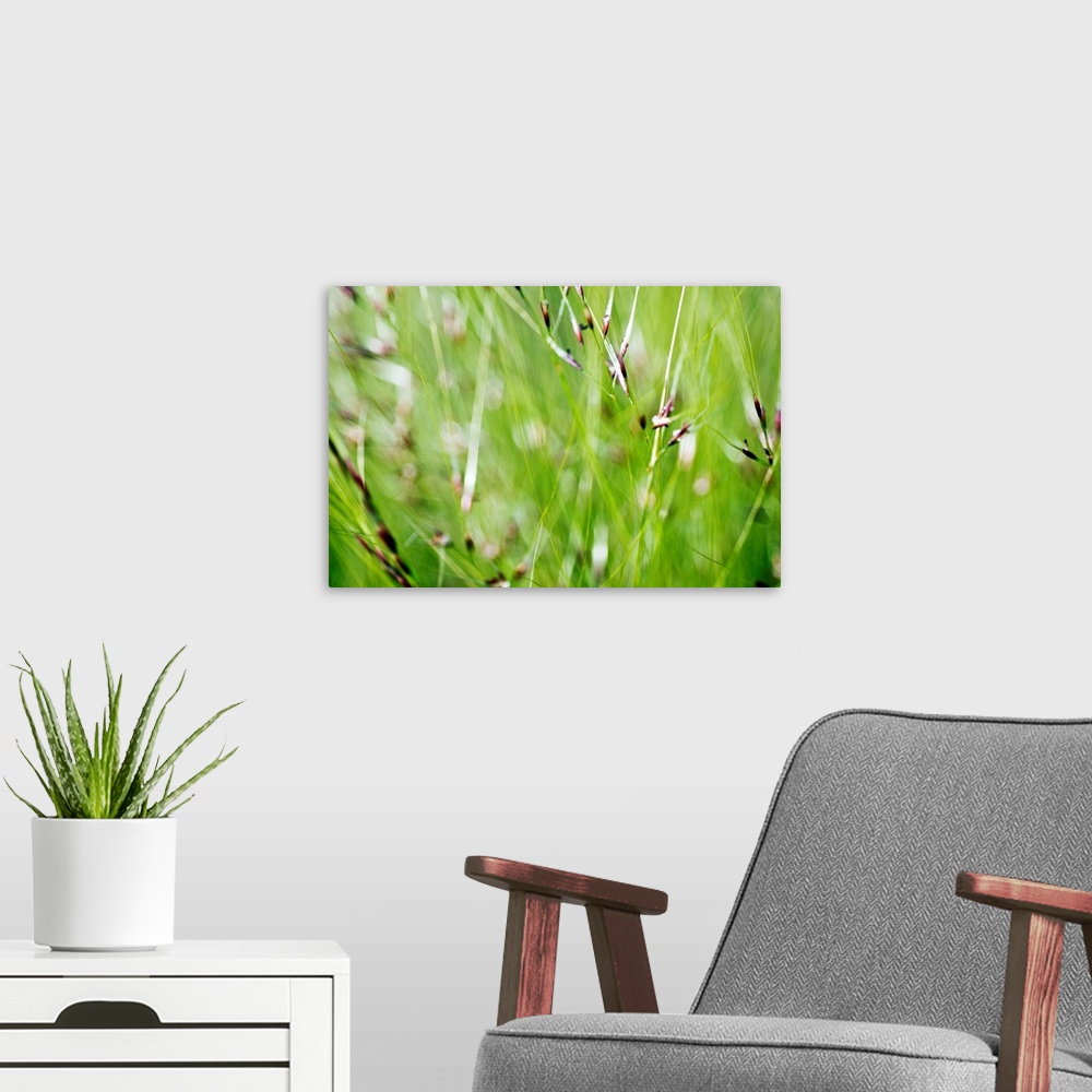A modern room featuring Horizontal abstract photograph on a giant canvas of a close up, blurred view of green ornamental ...