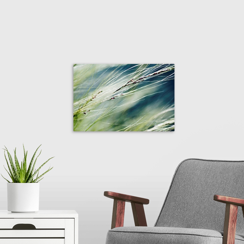 A modern room featuring Big canvas photo of the up close view of decorative grass in a field.