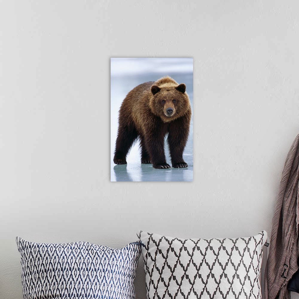 A bohemian room featuring Adolescent Brown Bear Standing On Frozen Pond, Alaska Wildlife Conservation Center