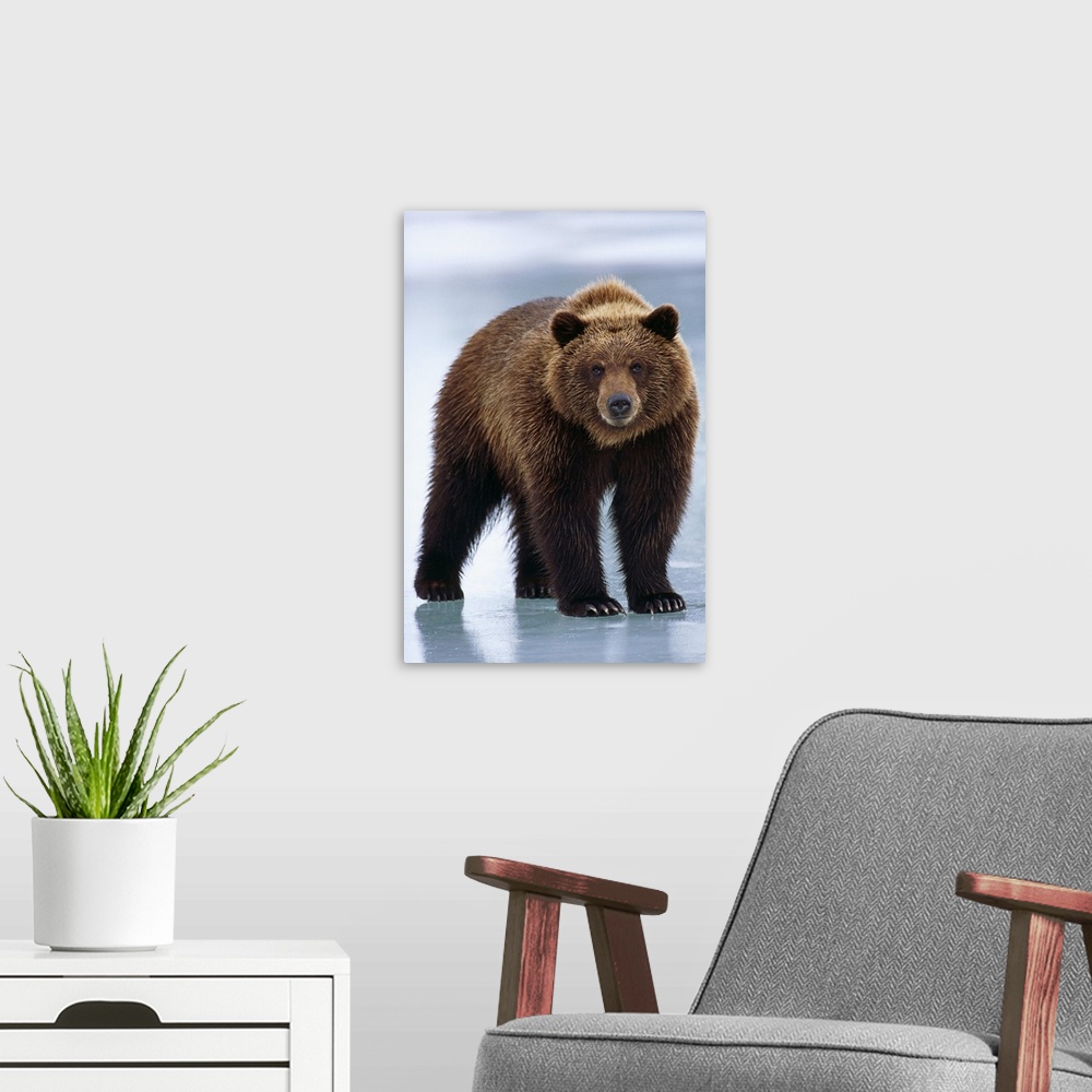 A modern room featuring Adolescent Brown Bear Standing On Frozen Pond, Alaska Wildlife Conservation Center