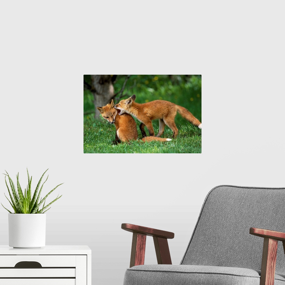 A modern room featuring Adolescent Red Foxes Play Together, Anchorage, Alaska