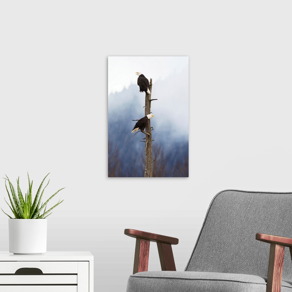 A modern room featuring Adult Bald Eagles Perched On Top Of A Dead Tree, Portage Valley, Alaska