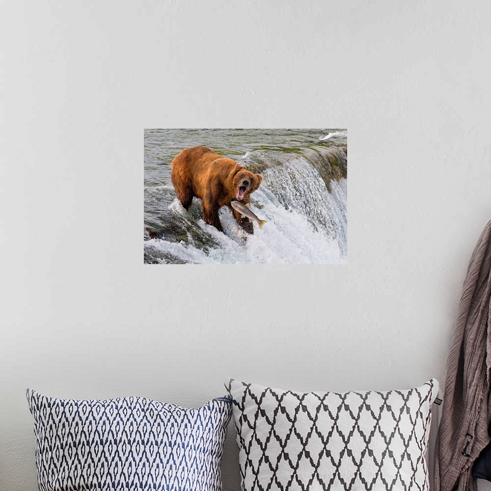 A bohemian room featuring Adult Brown Bear fishing for salmon at top of  Brooks Falls, Katmai National Park