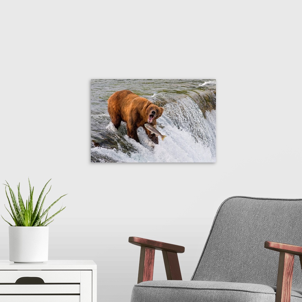 A modern room featuring Adult Brown Bear fishing for salmon at top of  Brooks Falls, Katmai National Park