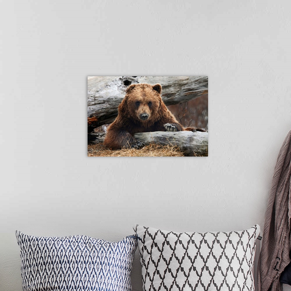 A bohemian room featuring Adult Brown Bear Rests On A Log At The Alaska Wildlife Conservation Center