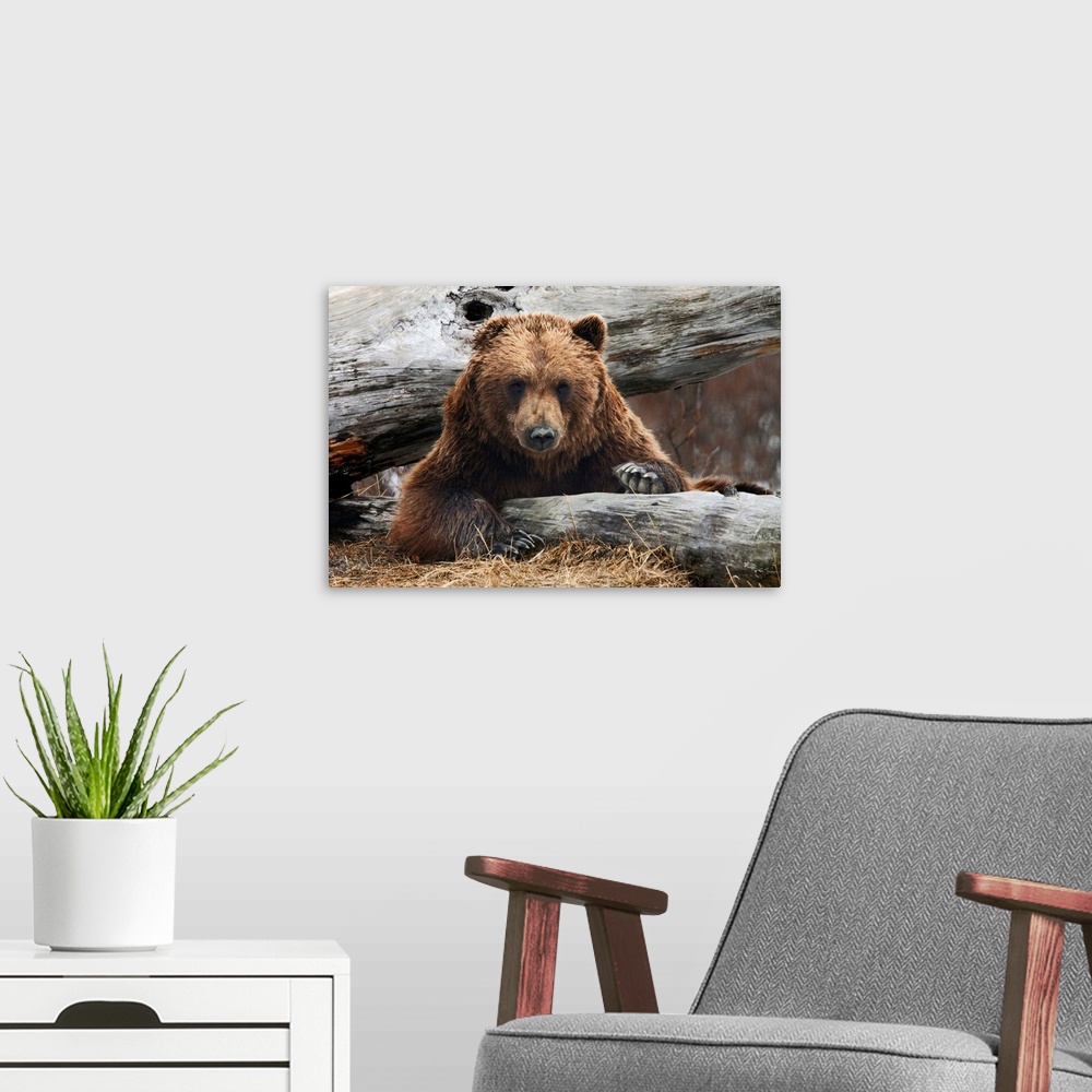 A modern room featuring Adult Brown Bear Rests On A Log At The Alaska Wildlife Conservation Center