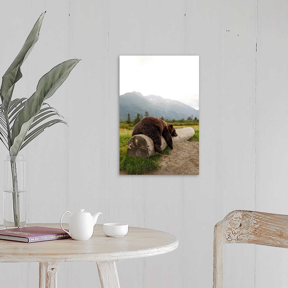 A farmhouse room featuring Adult brown bear takes a nap on a fallen log with Alaskan mountains in the background.