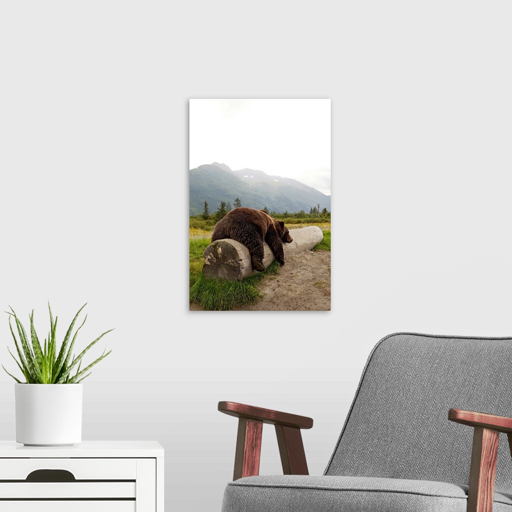 A modern room featuring Adult brown bear takes a nap on a fallen log with Alaskan mountains in the background.