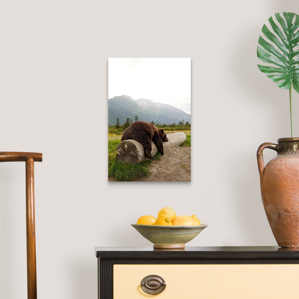 A traditional room featuring Adult brown bear takes a nap on a fallen log with Alaskan mountains in the background.