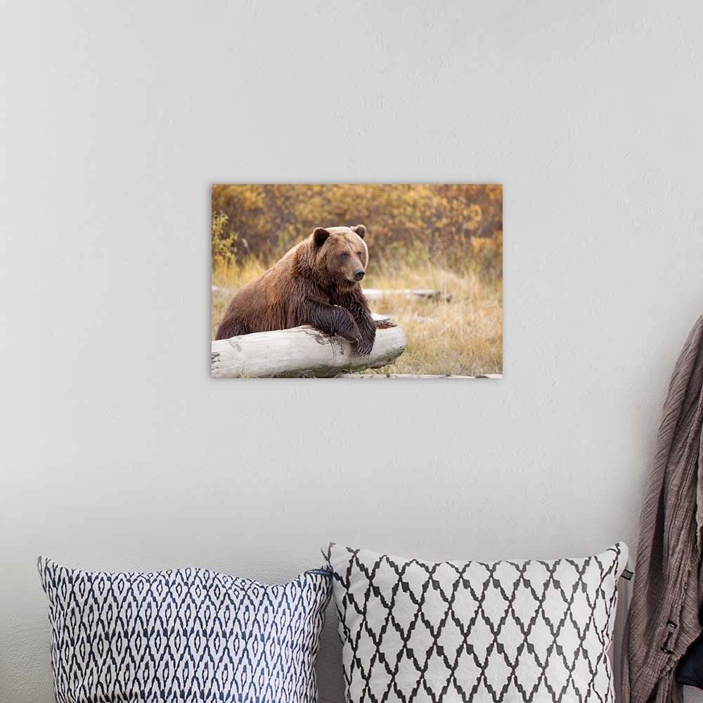 A bohemian room featuring Adult Brown Bear Rests On A Log At The Wildlife Conservation Center, Alaska