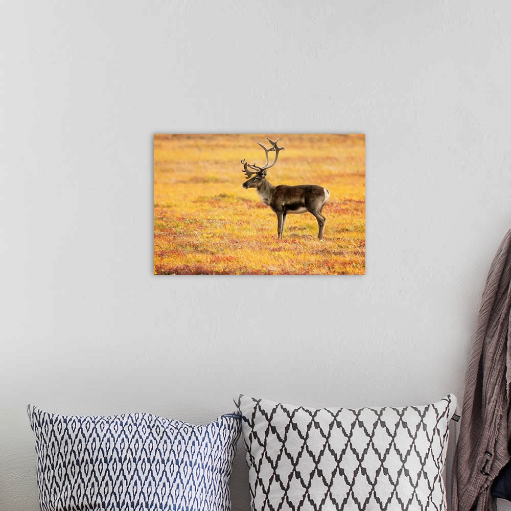 A bohemian room featuring Adult Caribou In The Fall Colours Of The Dempster Highway, Yukon, Canada