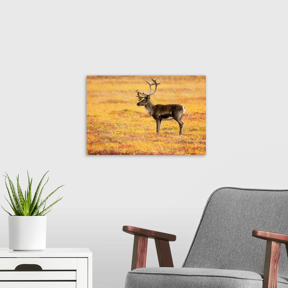 A modern room featuring Adult Caribou In The Fall Colours Of The Dempster Highway, Yukon, Canada