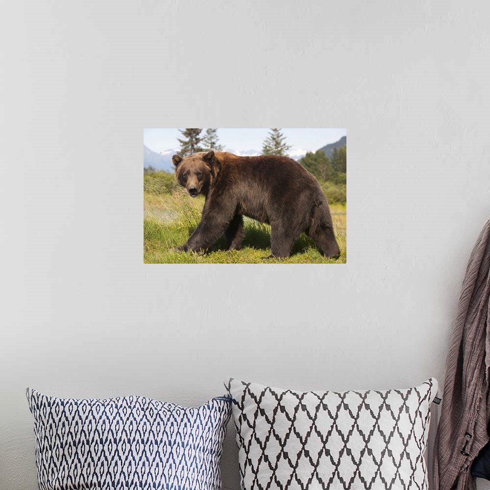 A bohemian room featuring adult Grizzly bear stands in profile and looks over shoulder at the Alaska Wildlife Conservation ...
