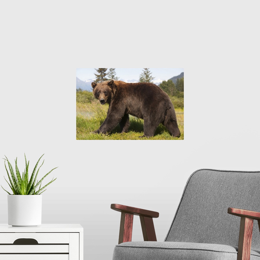 A modern room featuring adult Grizzly bear stands in profile and looks over shoulder at the Alaska Wildlife Conservation ...
