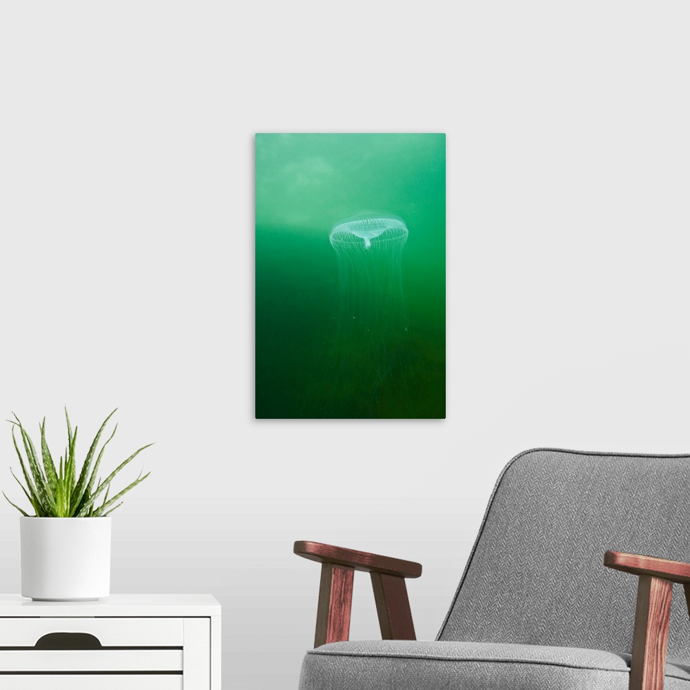 A modern room featuring Aequoria Jellyfish