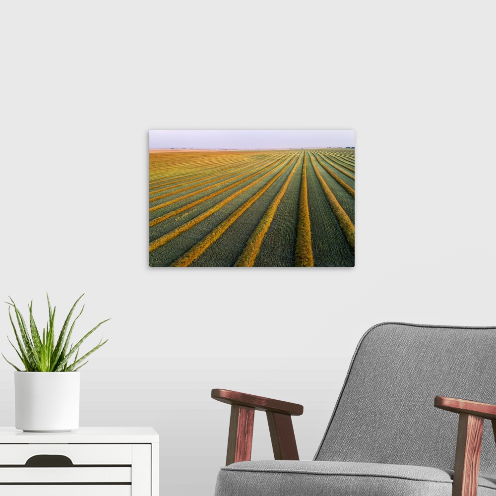 A modern room featuring Aerial views of canola harvest lines glowing at sunset; Blackie, Alberta, Canada